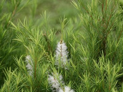 芳香世家茶树精油,抗菌有道