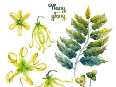 “情欲高手”依兰精油