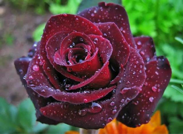 印度黑玫瑰，奢华高级的肤感体验