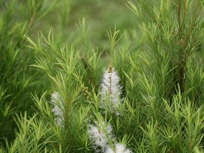 精油小课堂 | 茶树精油：植物抗菌战士