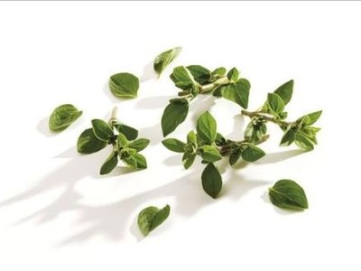 精油代加工——马郁兰精油，减压继续前行的精油好物