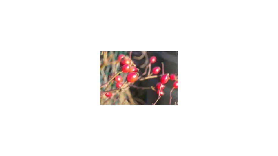 玫瑰果油,一款保湿又亲肤的基础油