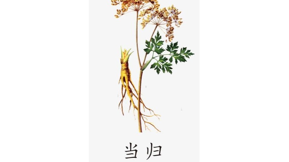 芳香世家当归精油,你了解吗?