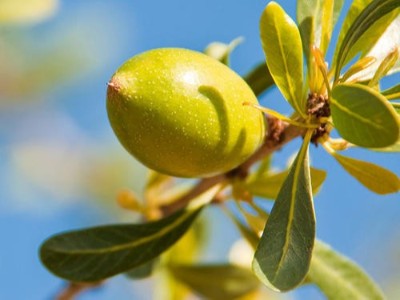 熟龄肌肤首选的基础油是什么?芳香世家精油代加工厂告诉你