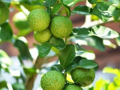 别样清新果香味，芳香世家精油代加工为你提供优质佛手柑精油