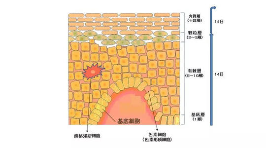 黑色素形成过程jpg