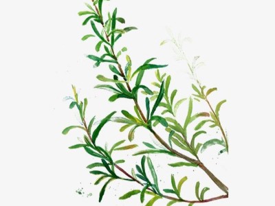 别样单方 | 迷迭香精油