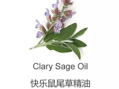 女性的万用油之一快乐鼠尾草精油