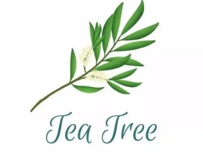 植物界中的精油“战士”：茶树精油