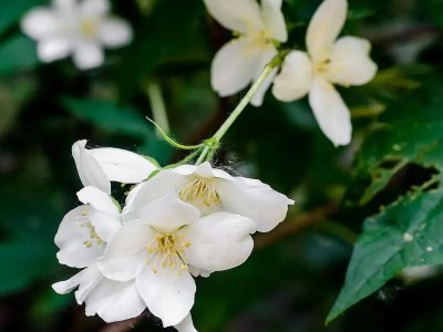 花中之王：大花茉莉精油